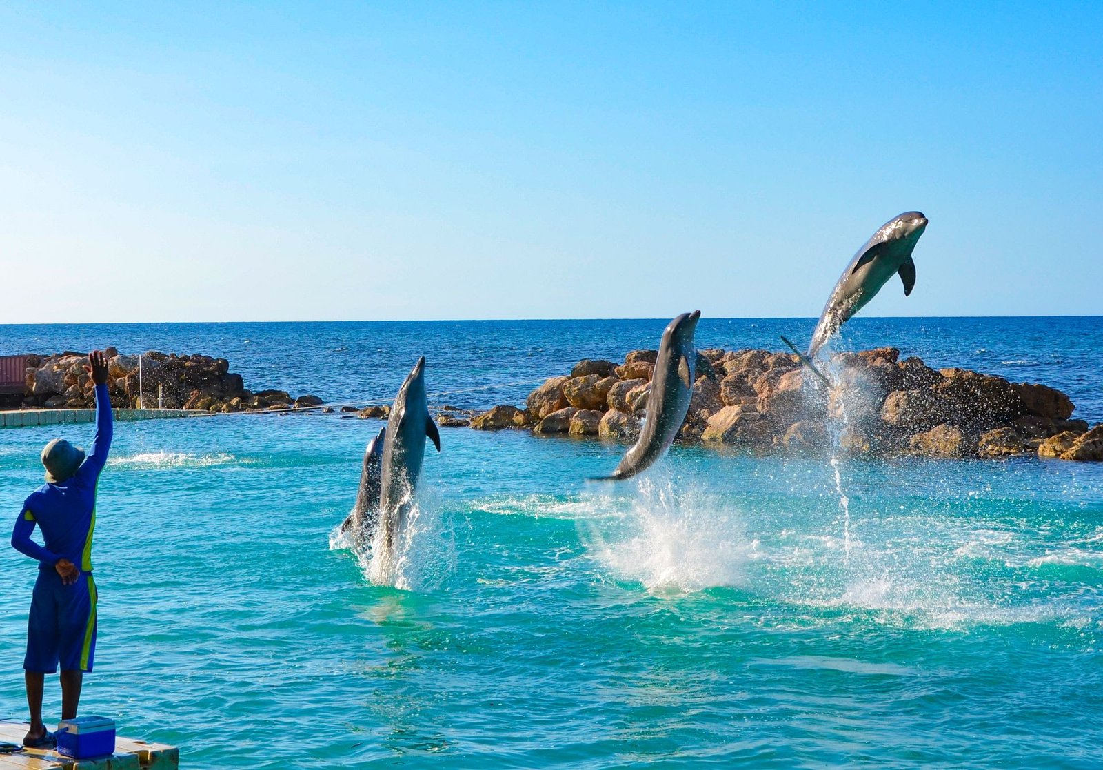 Dolphin Cove